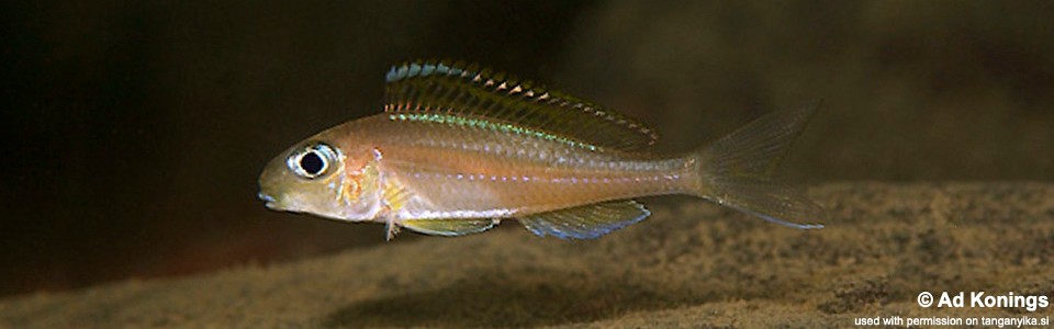 Xenotilapia nasus 'Kombe'