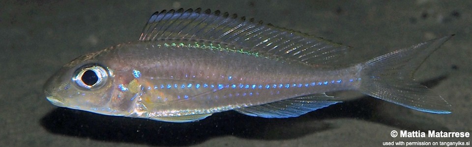 Xenotilapia nasus 'Namansi'