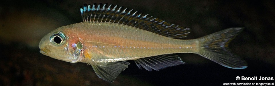 Xenotilapia nasus (unknown locality)