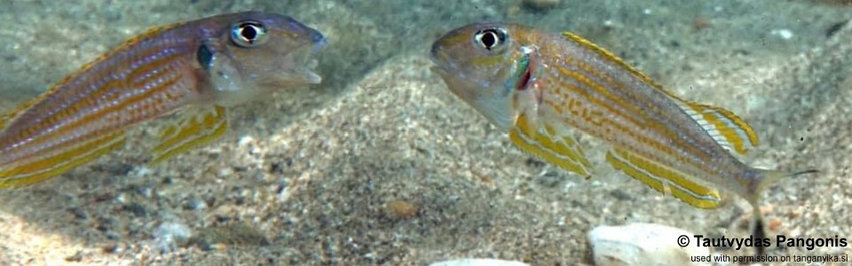 Xenotilapia ochrogenys 'Bilinge Bay'