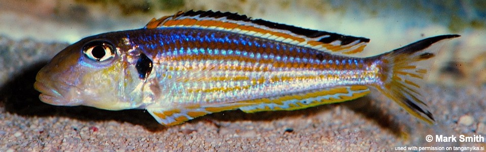 Xenotilapia ochrogenys (Burundi)