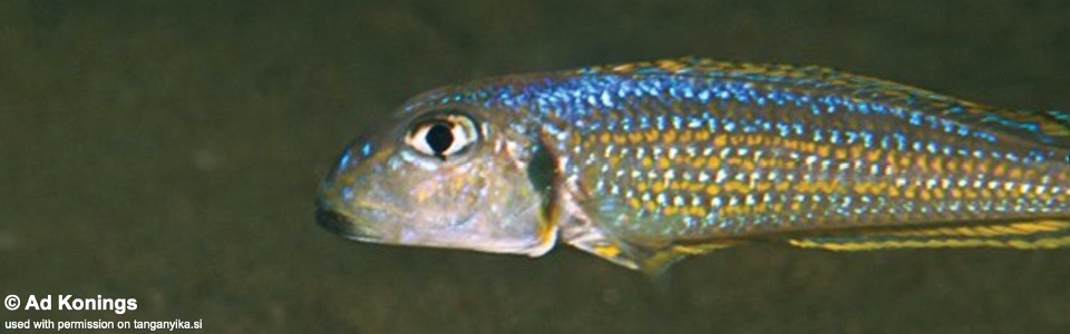 Xenotilapia ochrogenys 'Kalya'