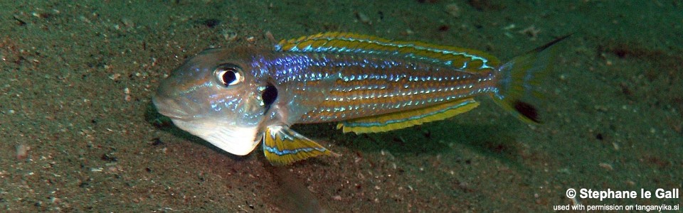 Xenotilapia ochrogenys 'Karilani Island'