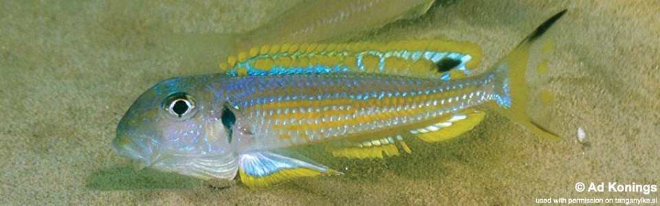 Xenotilapia ochrogenys 'Kasenge Bay'