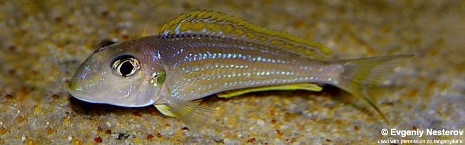 Xenotilapia ochrogenys 'Bilila (Kavala) Island'