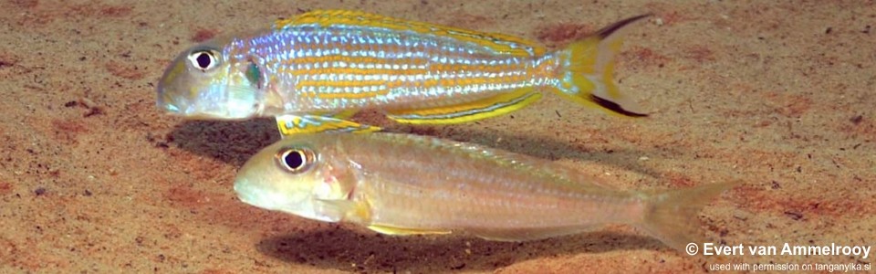 Xenotilapia ochrogenys 'Kigoma'