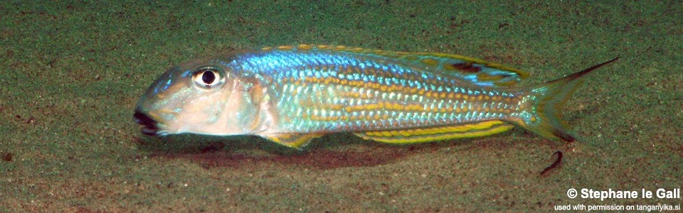 Xenotilapia ochrogenys 'Mabilibili'