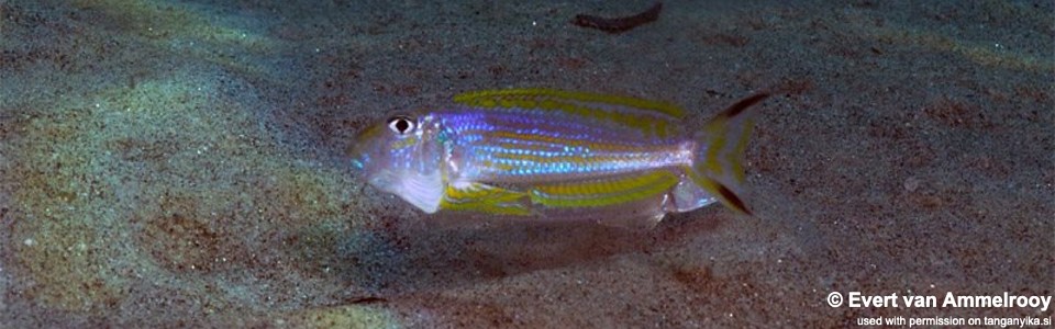 Xenotilapia ochrogenys 'Mahale NP'