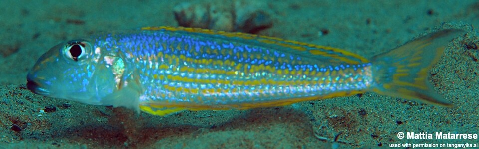 Xenotilapia ochrogenys 'Sibwesa'