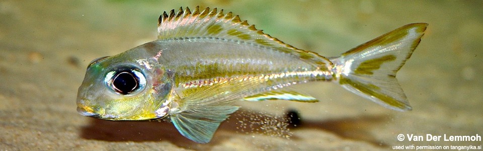 Xenotilapia ornatipinnis (Burundi)