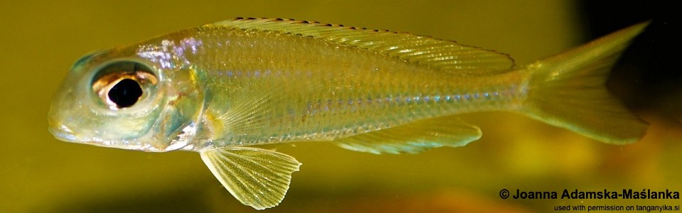 Xenotilapia ornatipinnis 'Karago'