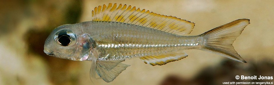 Xenotilapia ornatipinnis (unknown locality)