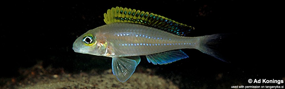 Xenotilapia cf. papilio 'Kapampa'