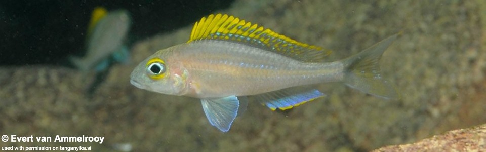 Xenotilapia cf. papilio 'Katete'