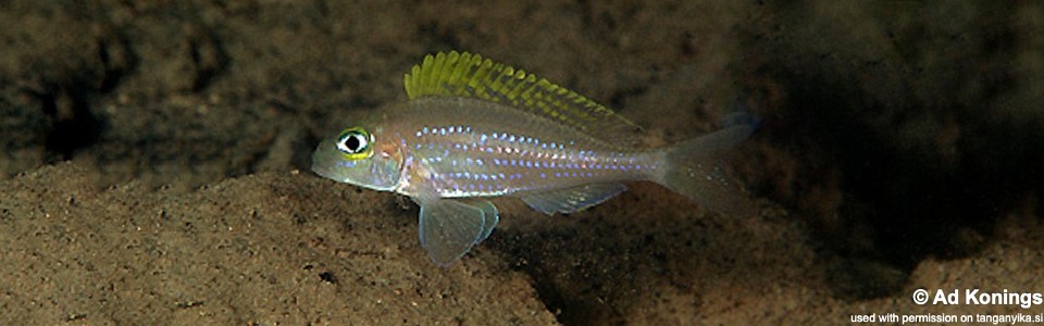 Xenotilapia cf. papilio 'Kiku'