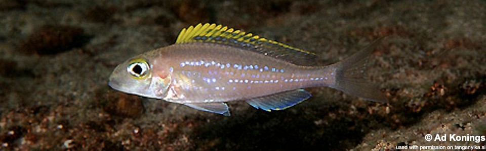 Xenotilapia cf. papilio 'Moliro'