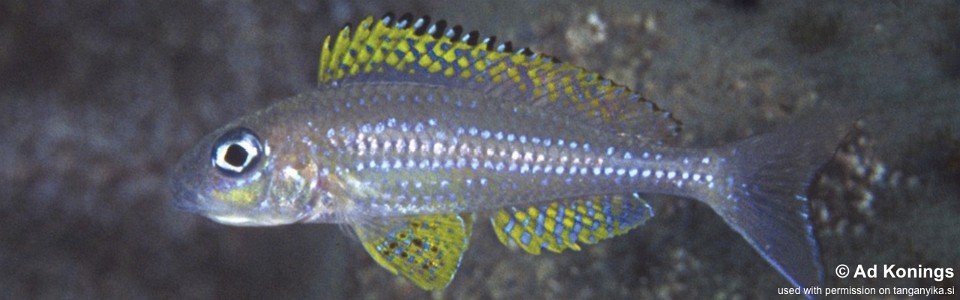 Xenotilapia papilio 'Kanoni'