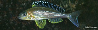 Xenotilapia papilio 'Tembwe Deux'.jpg