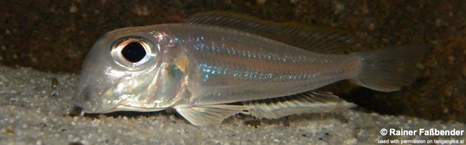 Xenotilapia sima 'Moliro'