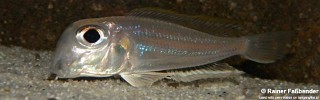 Xenotilapia sima