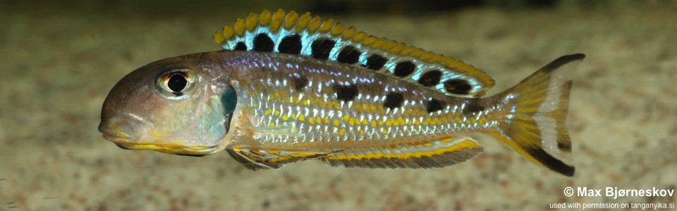 Xenotilapia singularis 'Ikola'