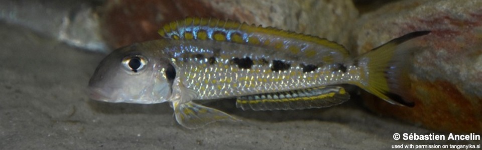 Xenotilapia singularis 'Kabwe'