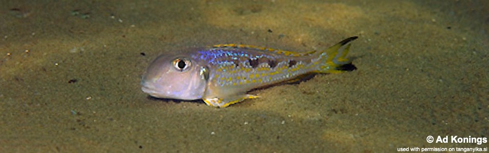 Xenotilapia singularis 'Kalambo Lodge'