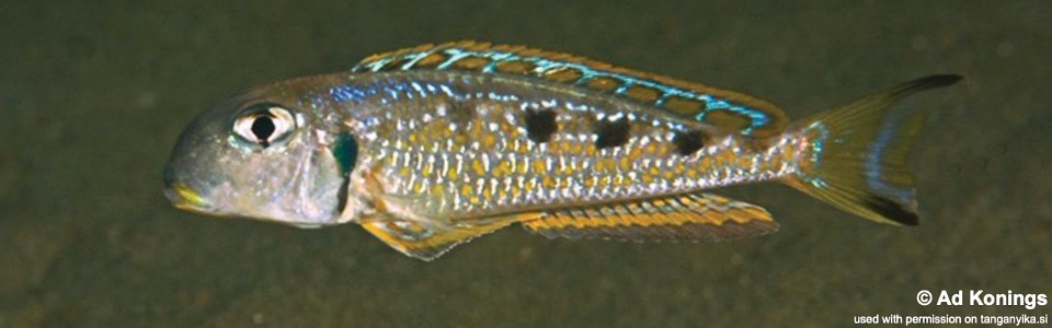 Xenotilapia singularis 'Kalya'