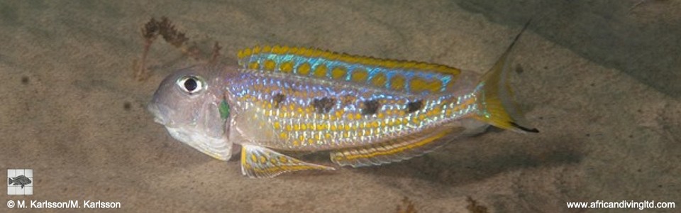 Xenotilapia singularis 'Katoba Rock'