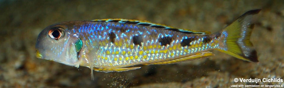 Xenotilapia singularis 'Kekese'