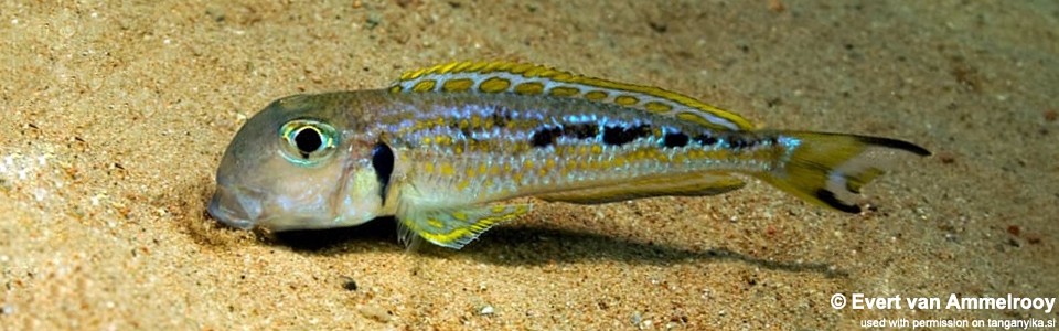 Xenotilapia singularis 'Kipili'