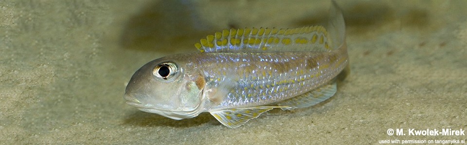 Xenotilapia singularis 'Utinta'