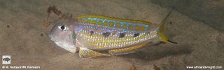 Xenotilapia singularis 'Katoba Rock'.jpg