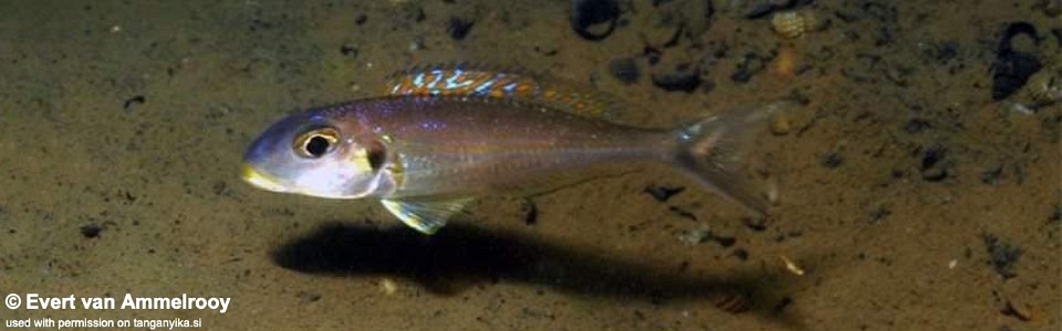 Xenotilapia sp. 'bathyphilus yellow' Chituta Bay