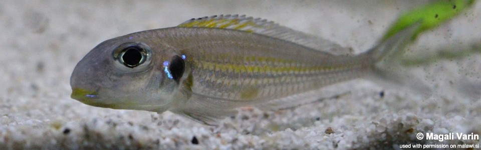 Xenotilapia sp. 'bathyphilus yellow' Kantalamba