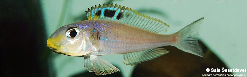 Xenotilapia sp. 'bathyphilus yellow' Kekese