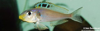 Xenotilapia sp. 'bathyphilus yellow' Kekese.jpg