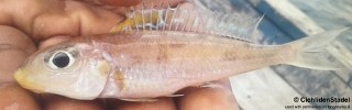 Xenotilapia sp. 'bathyphilus yellow' Lupita Island.jpg