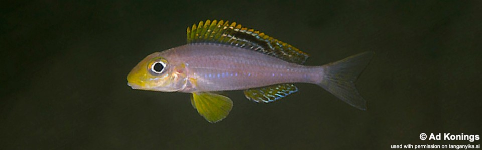 Xenotilapia sp. 'papilio sunflower' Isanga