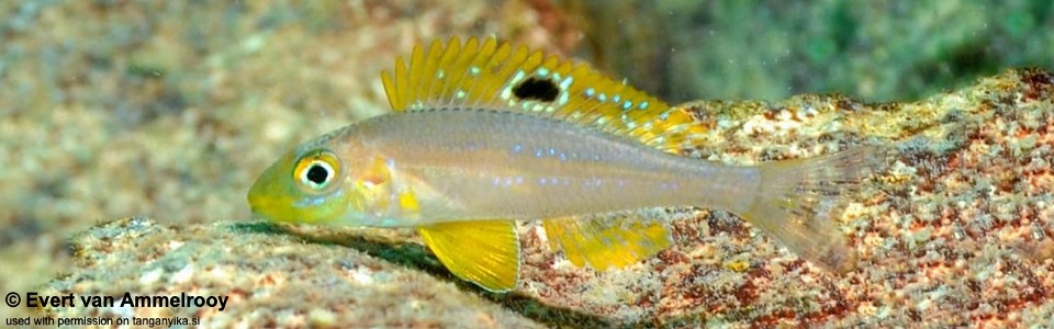 Xenotilapia sp. 'papilio sunflower' Kala