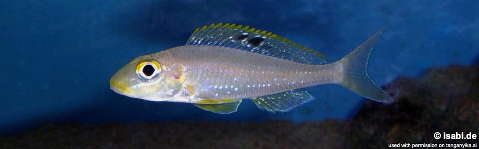 Xenotilapia sp. 'papilio sunflower' Kantalamba