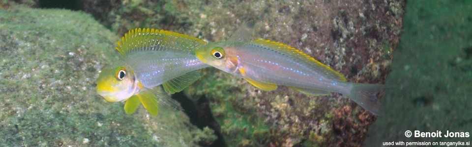 Xenotilapia sp. 'papilio sunflower' Kasanga