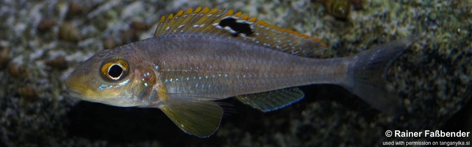 Xenotilapia sp. 'papilio sunflower' Kerenge Island