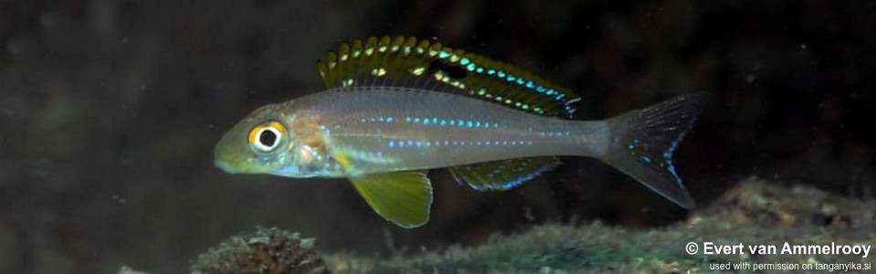 Xenotilapia sp. 'papilio sunflower' Kipili