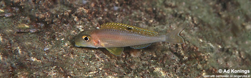 Xenotilapia sp. 'papilio sunflower' Kisambala