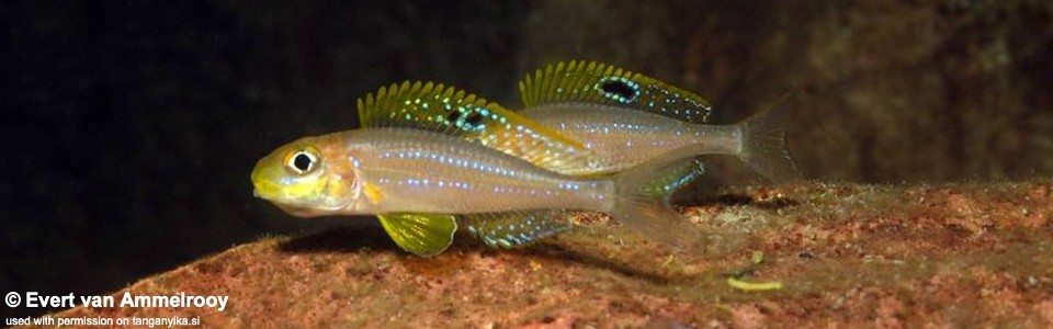 Xenotilapia sp. 'papilio sunflower' Mibwebwe