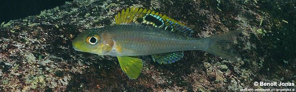 Xenotilapia sp. 'papilio sunflower' Molwe