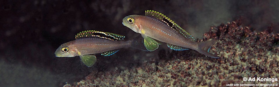 Xenotilapia sp. 'papilio sunflower' Mtosi