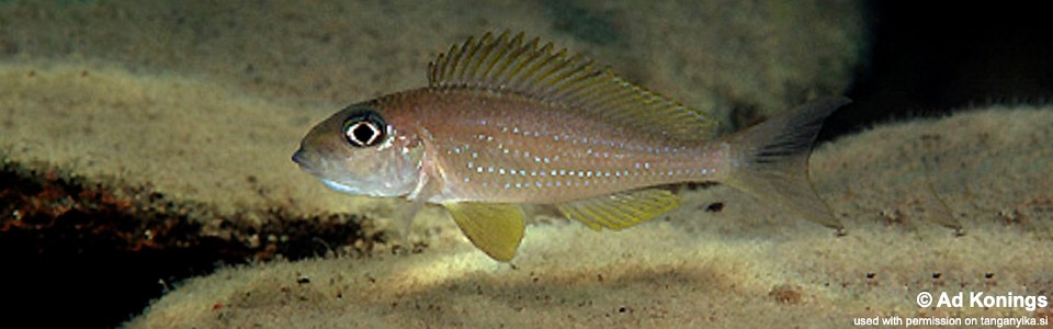 Xenotilapia sp. 'spilopterus north' Halembe