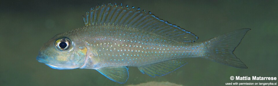 Xenotilapia sp. 'spilopterus north' Jakobsen's Beach